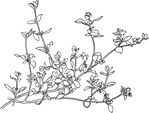 Marjoram 1 Coloring Page